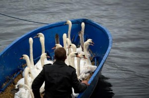 Nueva York declara la guerra a los cisnes